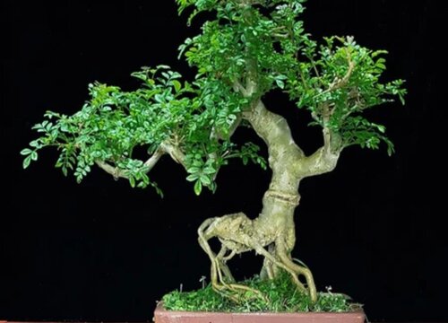 对节白蜡有毒吗