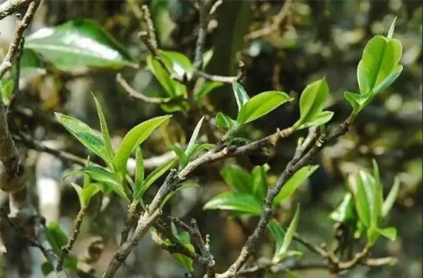 正气塘普洱茶特点