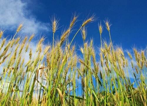 麦穗象征着什么意义