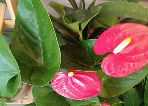 秋天养红掌需要做好哪些养护要点