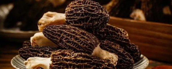 新鲜羊肚菌和什么煲汤比较好呢