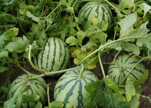 2023年西瓜还能不能种