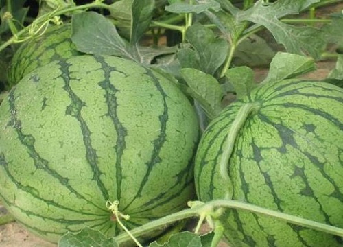 2023年西瓜还能不能种