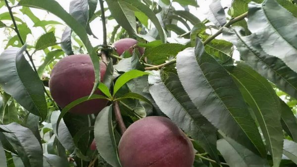 黑桃皇后桃树品种介绍