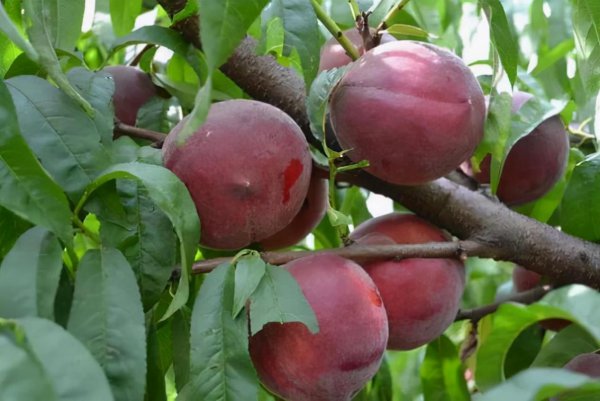 黑桃皇后桃树品种介绍