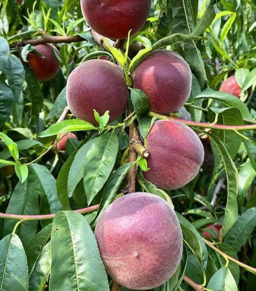 黑桃皇后桃树品种介绍