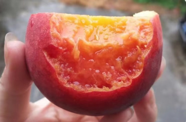 黑桃皇后桃树品种介绍