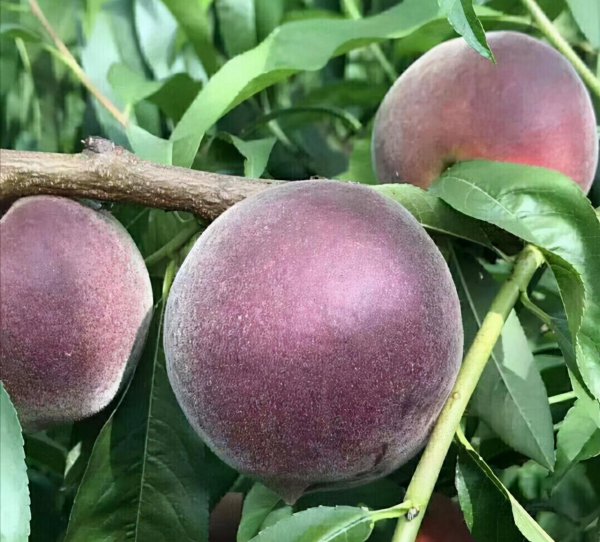 黑桃皇后桃树品种介绍