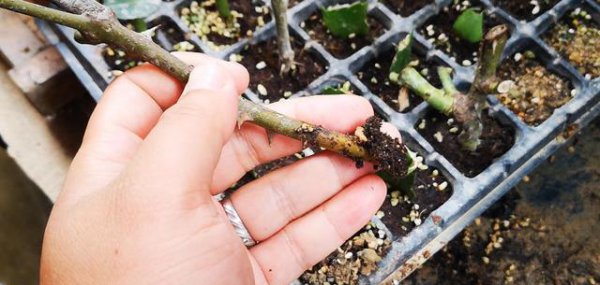 月季假活发芽怎么处理