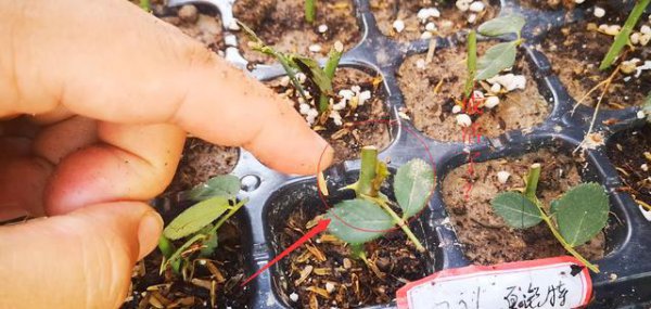 月季假活发芽怎么处理