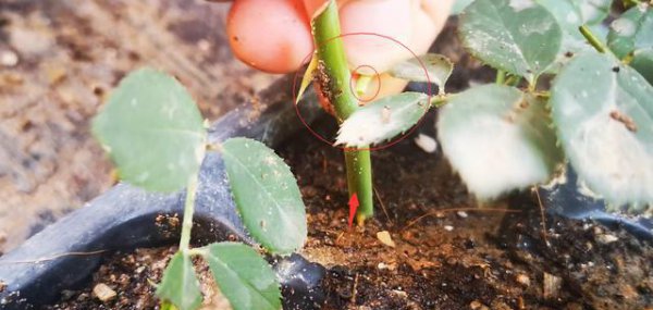 月季假活发芽怎么处理