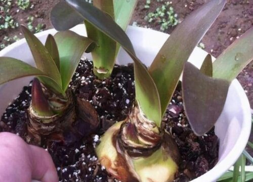 盆栽百合一年开几次花