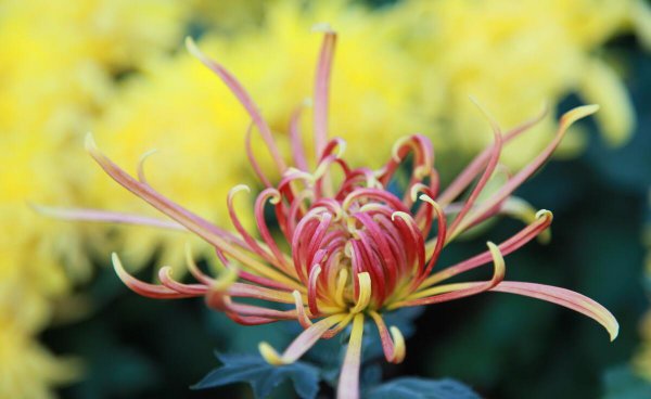 张家港在哪个省哪个市哪个区