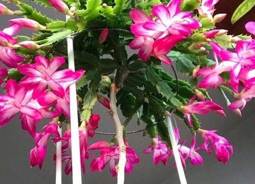 夏季蟹爪兰新叶摘了又长如何处理