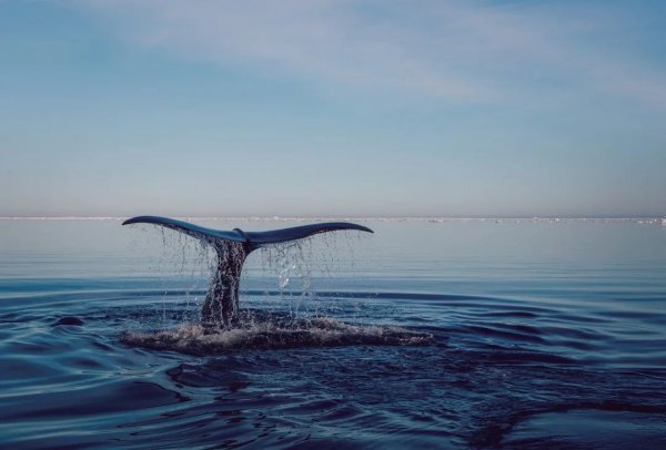 世界上最大最深的海