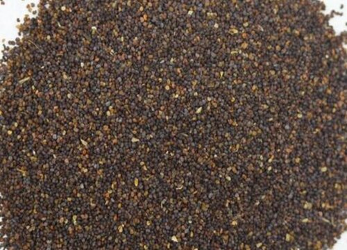 虞美人种子什么时候播种最好