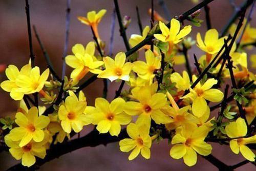 春天开放的花有哪些