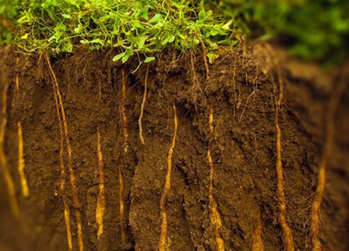 山药底肥放什么肥好