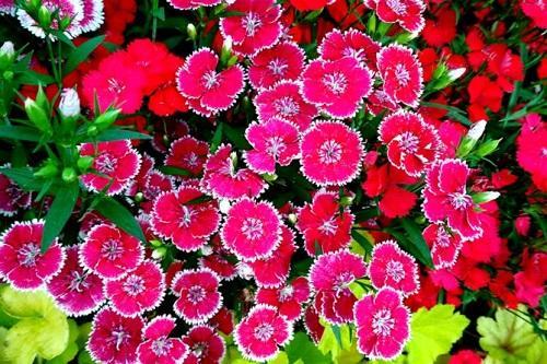 春天开放的花有哪些