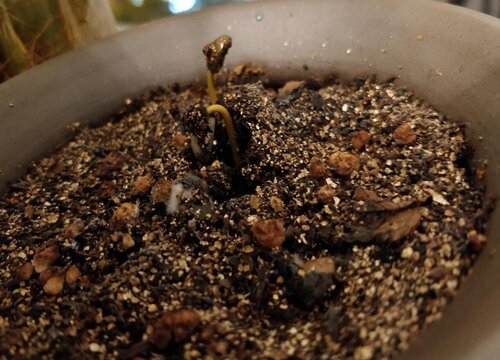 咖啡果怎么发芽快