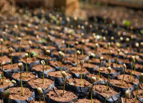 咖啡果怎么发芽快