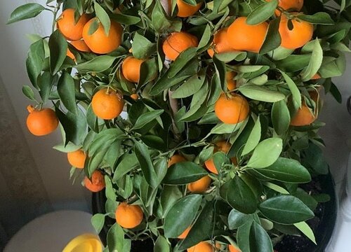 橘子树怎么过冬天