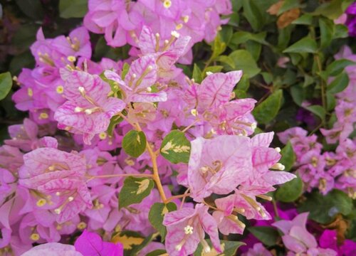 重瓣三角梅哪个品种最勤花