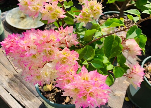 重瓣三角梅哪个品种最勤花