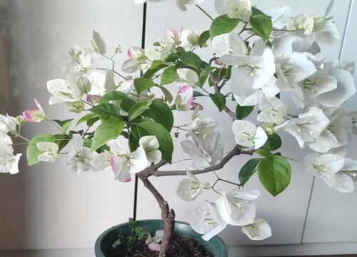 重瓣三角梅哪个品种最勤花