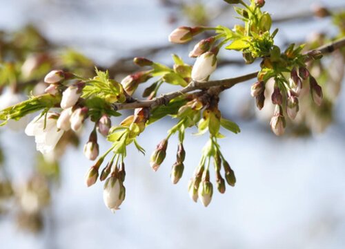 樱花秋天能移栽吗