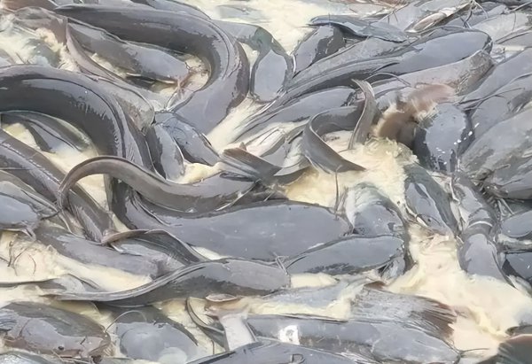 吃垃圾的鱼叫什么鱼