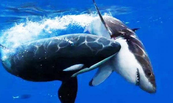 大白鲨有多大多重多长