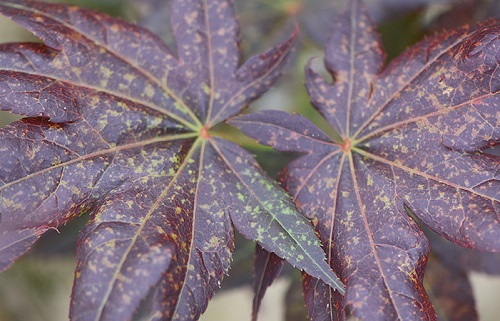 枫树扦插生根最快方法