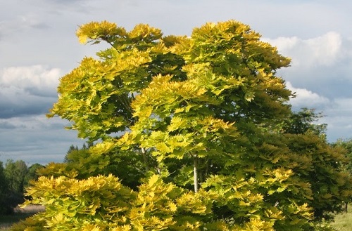 枫树扦插生根最快方法