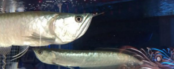 龙鱼须断了还能长么