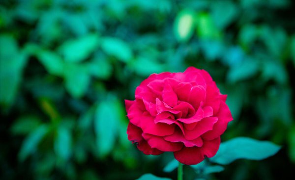 男人不爱了的明显表现是什么