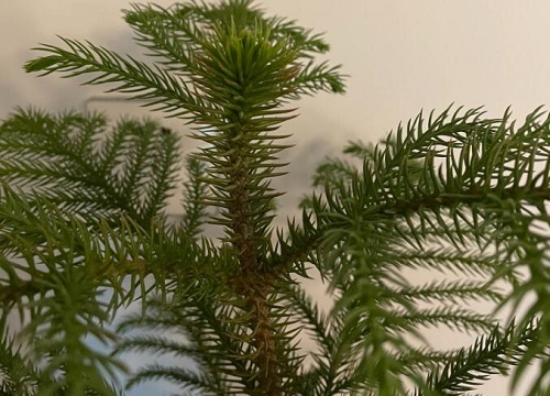 澳洲杉用什么土最好