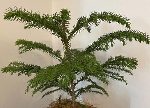 澳洲杉用什么土最好