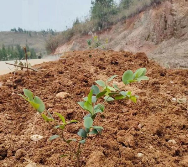 油茶树种植技术介绍