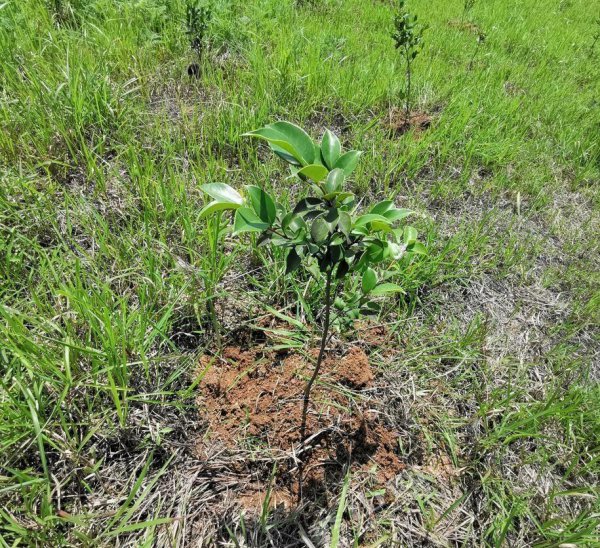 油茶树种植技术介绍