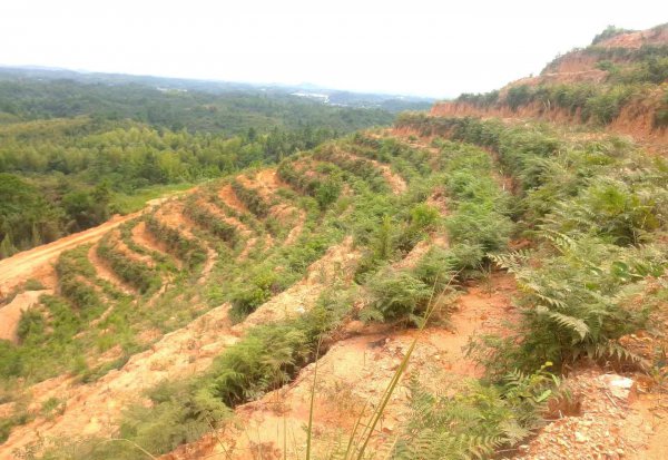 油茶树种植技术介绍