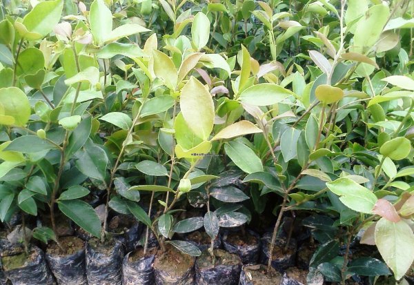 油茶树种植技术介绍