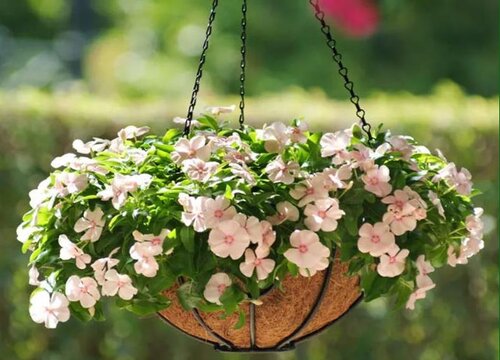 长春花适合什么季节种