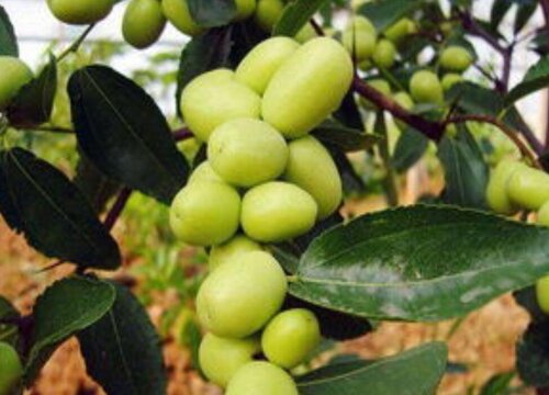 枣树适合什么土壤种植