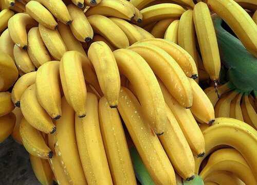 米蕉是热性还是凉性