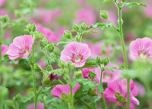 满天星怕晒太阳吗