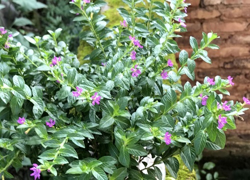 满天星怕晒太阳吗