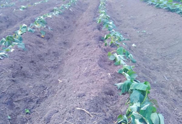 红薯要怎么种才能种得好