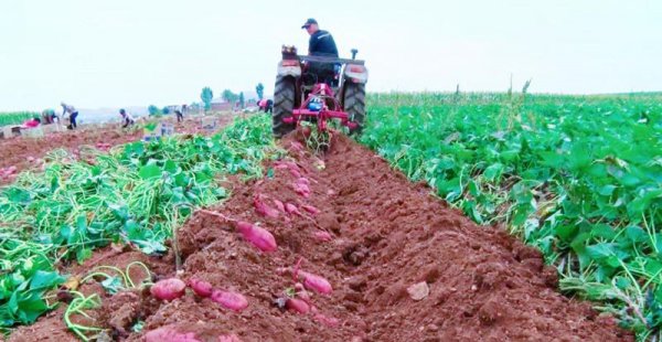 红薯要怎么种才能种得好