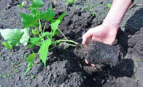 红薯要怎么种才能种得好